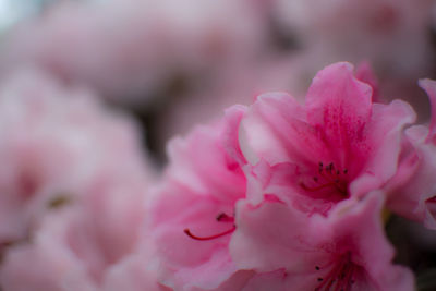 Close-up of pink flowers