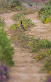 High angle view of a bird on field