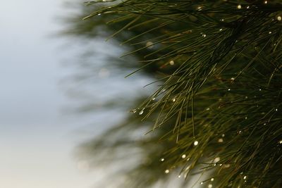 Close-up of wet pine tree during winter