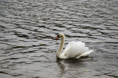 White swan in the water swimming, lake and wildlife animal