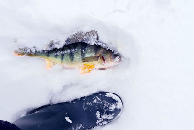 High angle view of fish in snow