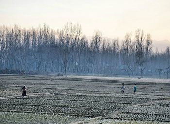 Bare trees on landscape