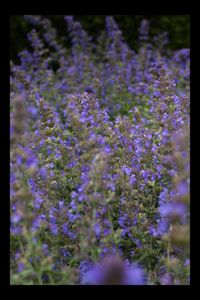 Close-up of purple flowering plants on field