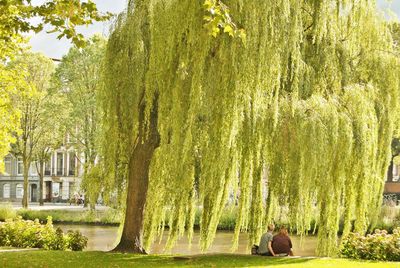 Trees on grass