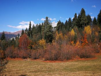 Trees in forest against sky during autumn