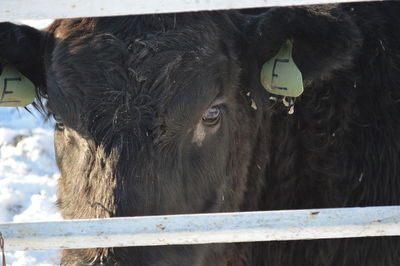 Close-up of cow