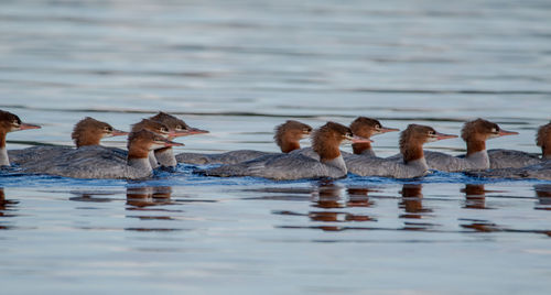 Ducks swimming on lake