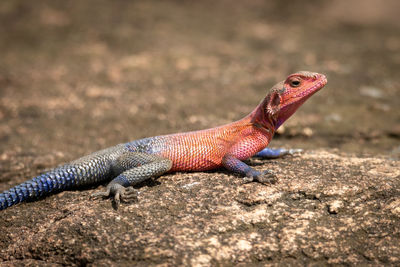 Close-up of spider-man agama lying on rock