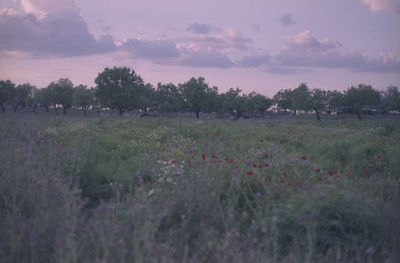 Scenic view of grassy field against sky