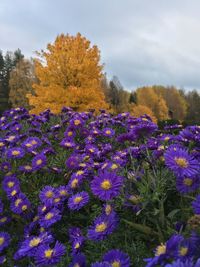 Purple flowers growing in garden