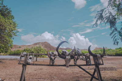 View of horse on field against sky