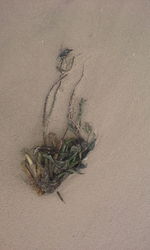 High angle view of plant on sand at beach