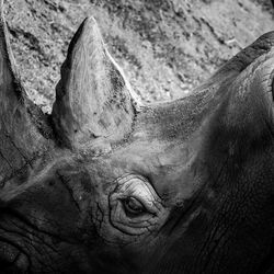 Close-up of horse eye