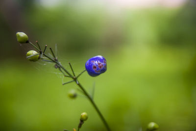 Close-up of purple flower buds growing on plant