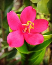 Close-up of pink flower