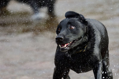 Black dog shaking wet fur at beach