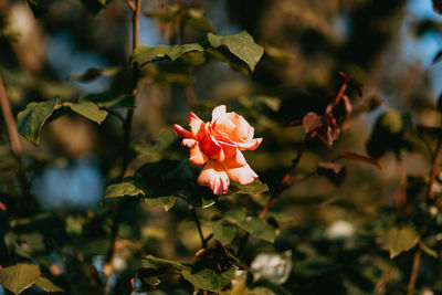 Close-up of flowering plant