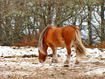 Horse and winter season 