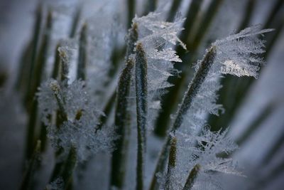 Close-up of frozen plant