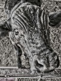 Close-up portrait of a cat