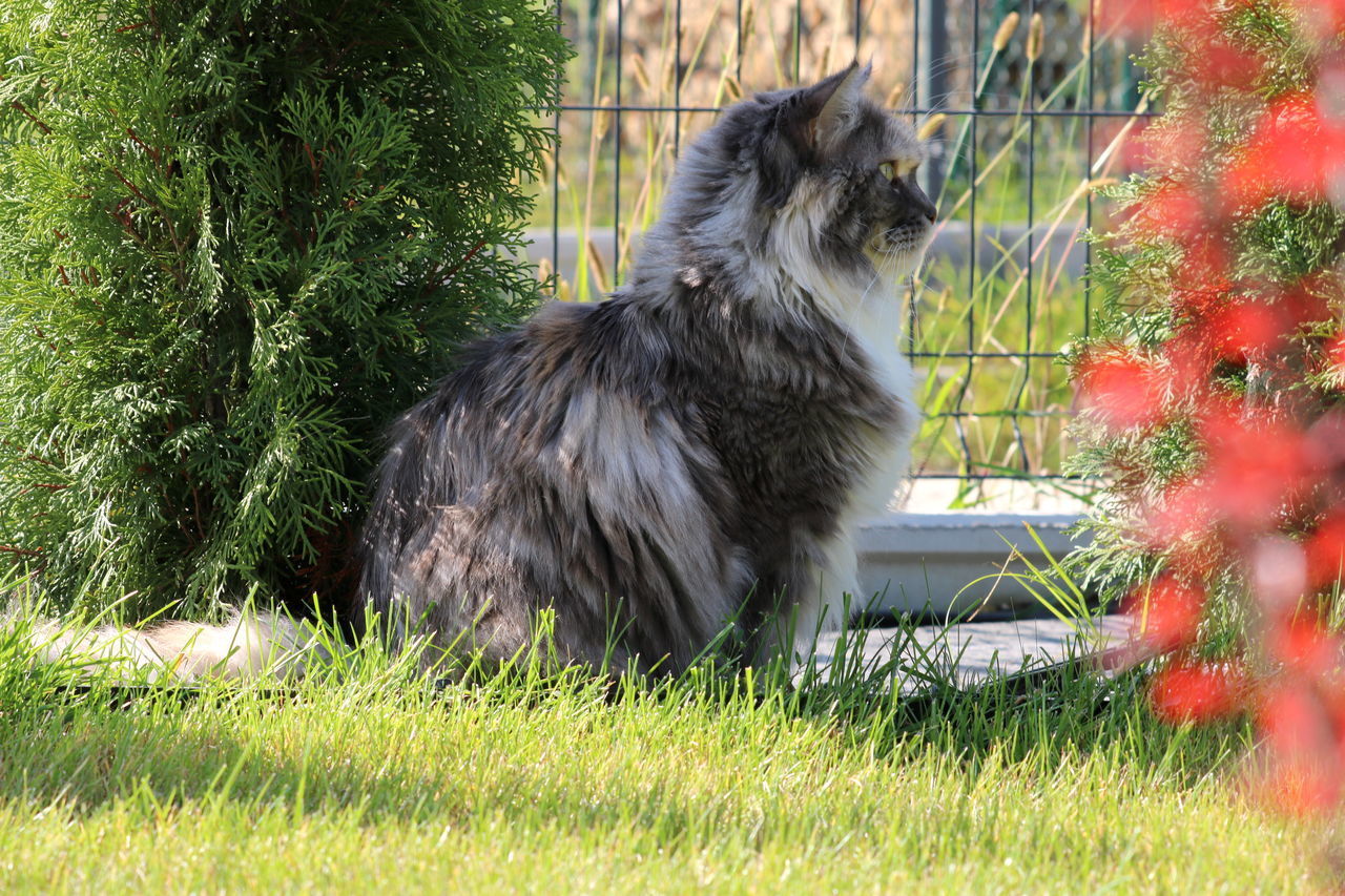 CAT STANDING ON FIELD