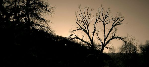 Close-up of silhouette plants against sunset sky