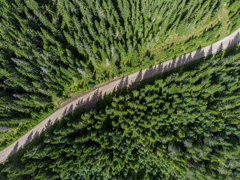 Aerial photo of pineforest innlandet, norway