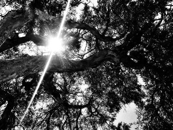 Low angle view of trees against sky