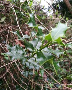 Close-up of fresh green plants