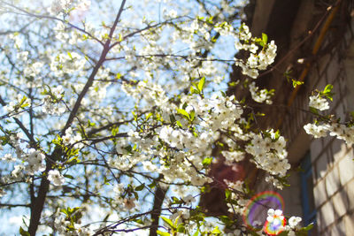 Low angle view of cherry blossom