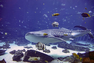 Close-up of fish swimming in sea