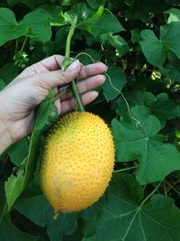 Close-up of man holding fruit