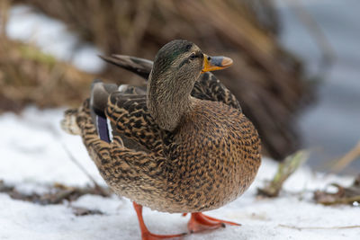 Close-up of duck on snow