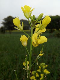 Close-up of yellow flowers blooming in field