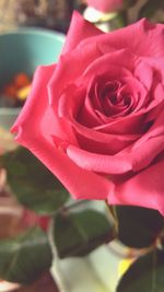 Close-up of pink rose