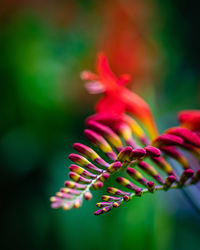 Close-up of red flowering plant