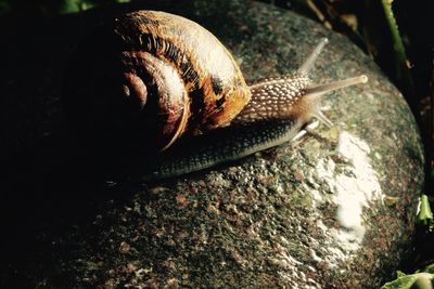 Close-up of snail