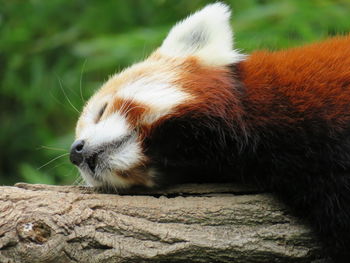 Close-up of red panda