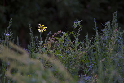 Close-up of flowers blooming on field