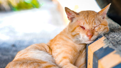 Close-up of a cat resting