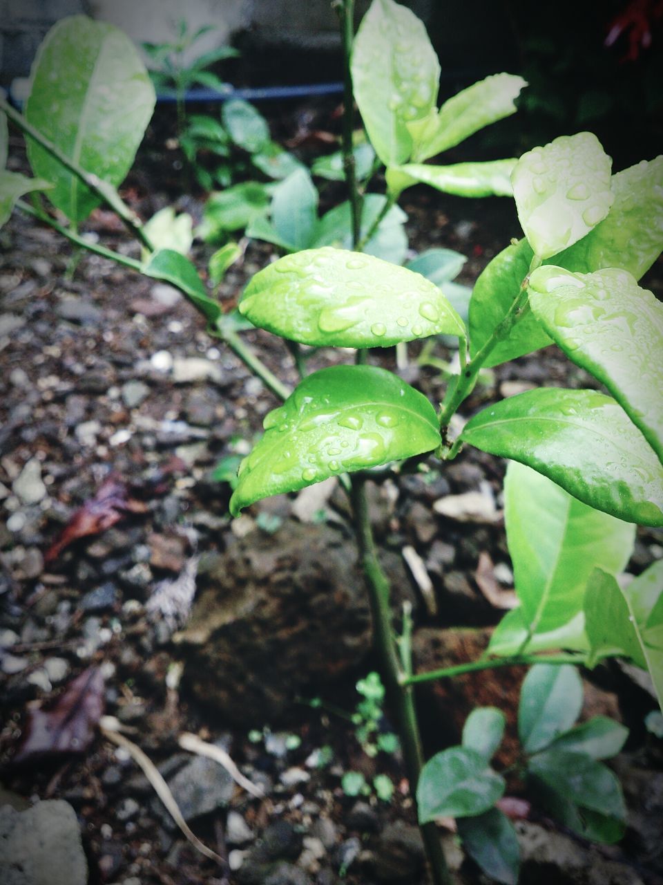 leaf, growth, green color, plant, nature, close-up, growing, high angle view, freshness, leaves, field, day, outdoors, beauty in nature, no people, selective focus, focus on foreground, tranquility, fragility, green