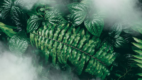 Close-up of fresh green plants with reflection in water