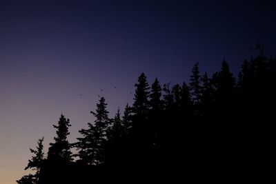 Low angle view of silhouette trees against sky at night