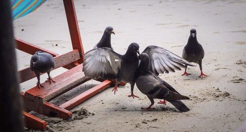 Close-up of birds in water