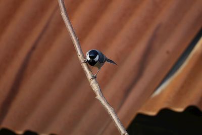 Close-up of bird perching on rope