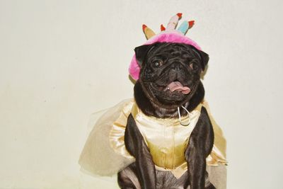 Portrait of a dog