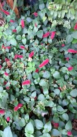 Close-up of flowers blooming outdoors