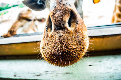 Close-up of a giraffes nose