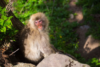 Monkey sitting on rock