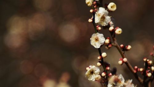 Close-up of cherry blossoms